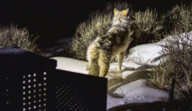 U.S. Fish and Wildlife Service threatens to take control of Colorado gray wolf reintroduction program