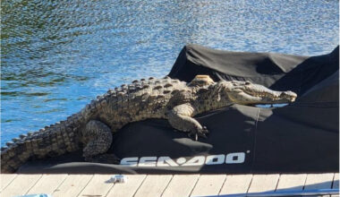 If You Give A Crocodile A Kawasaki Ultra 310LX