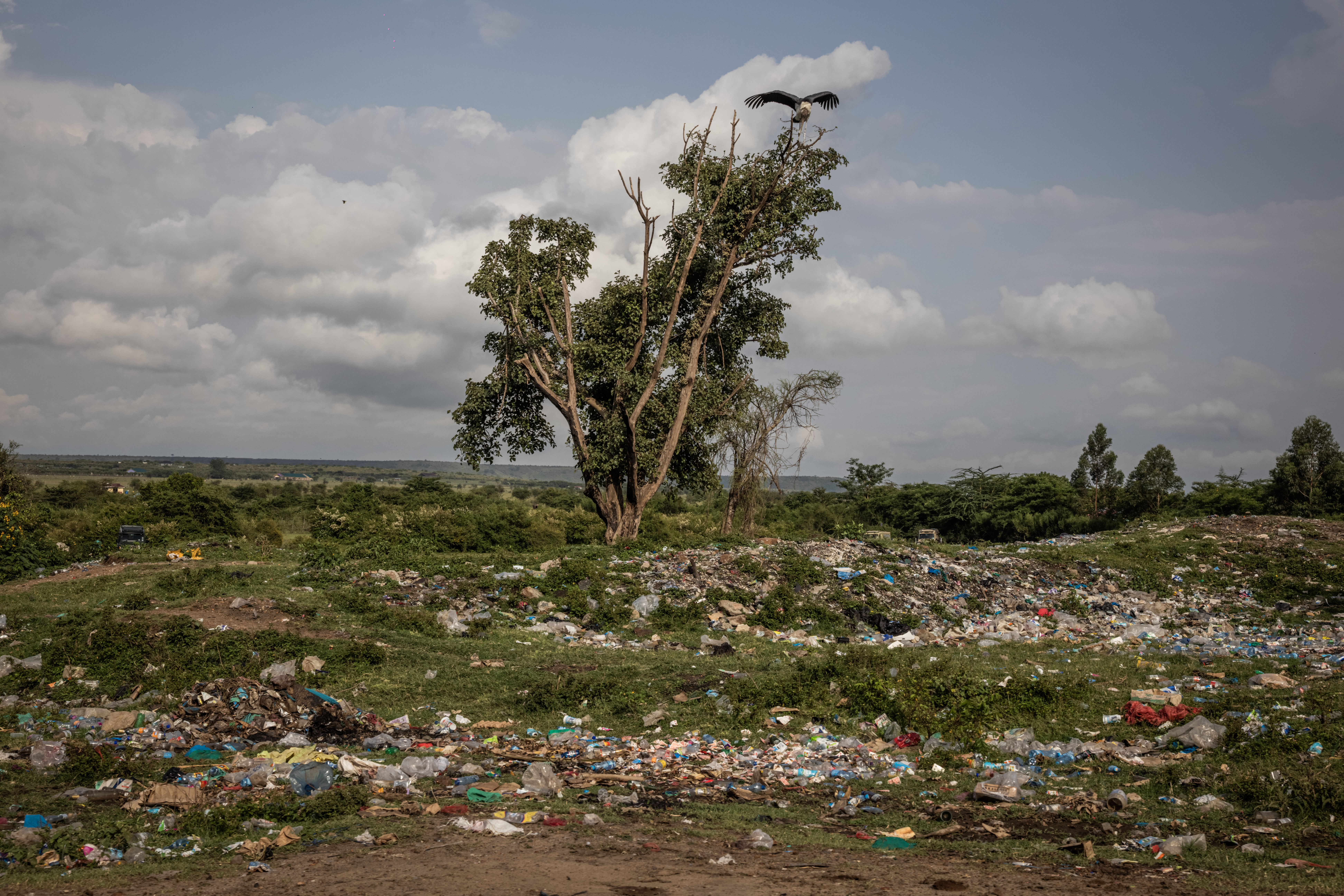 A marabou stork stretches its wings on a tree overlooking a field littered with plastic bottles and rubbish.