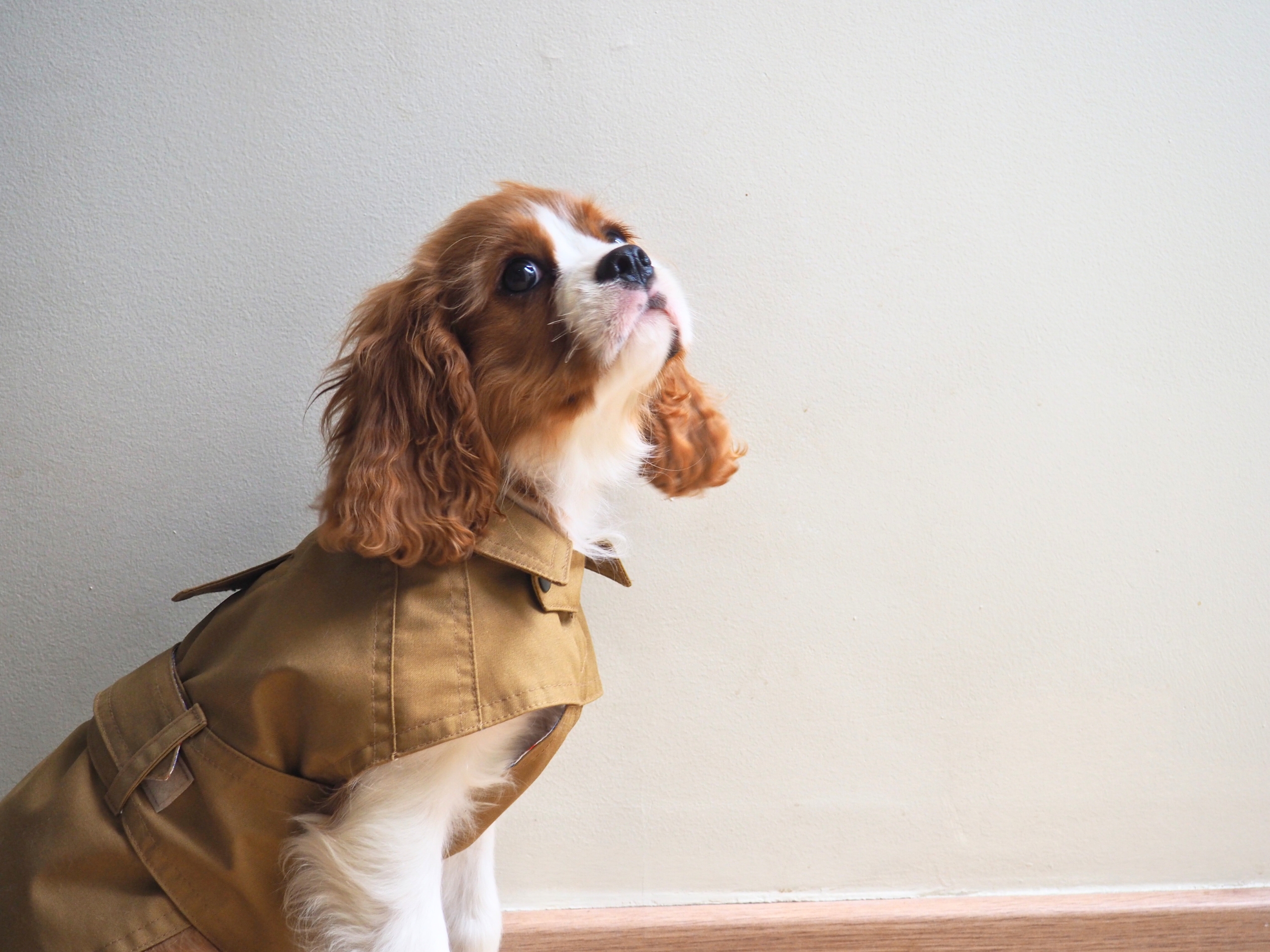 A Cavalier King Charles Spaniel wearing a tan Charleymoi trench coat, looking up.