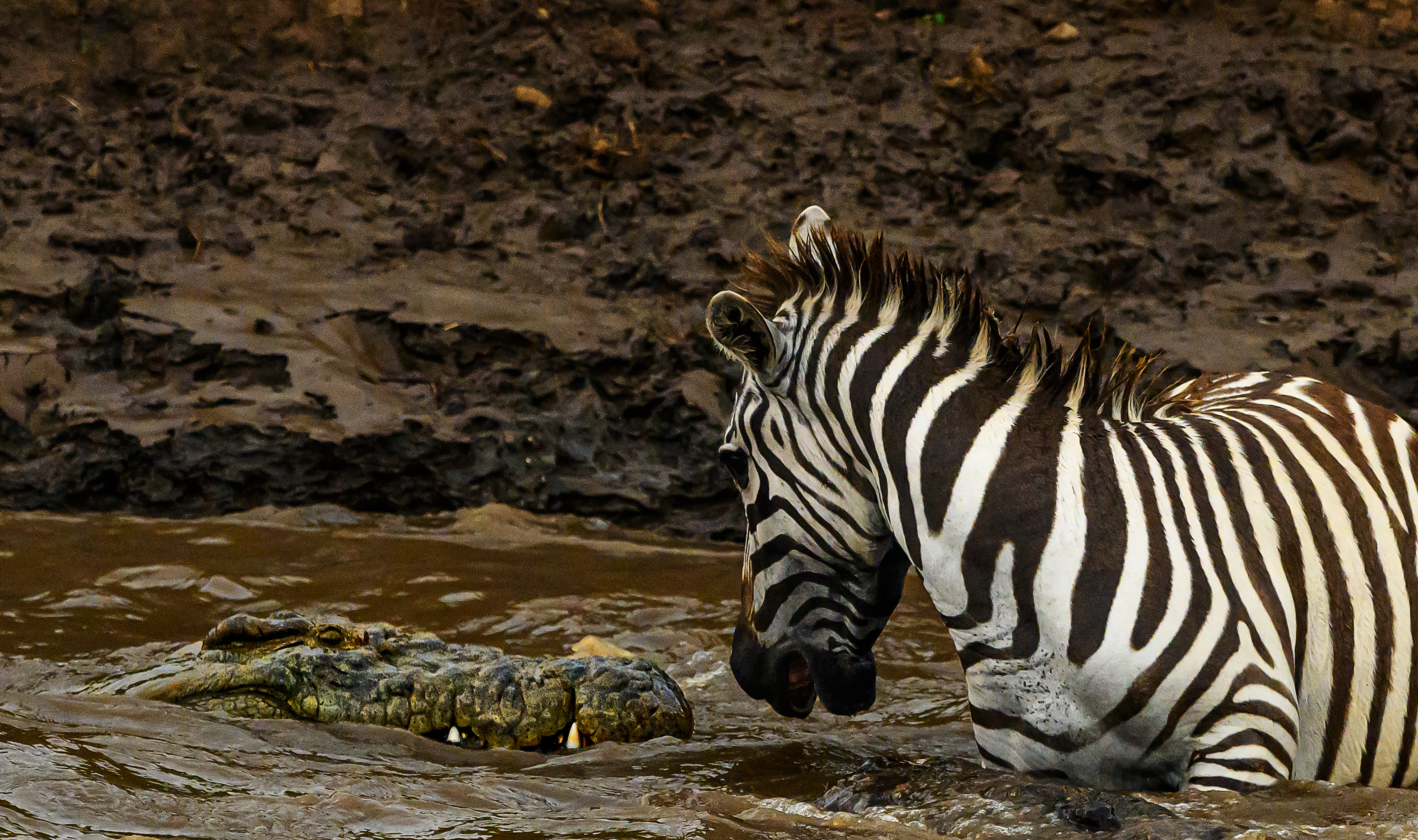 A zebra and a crocodile in the Mara River in Maasai Mara National Park, Kenya.