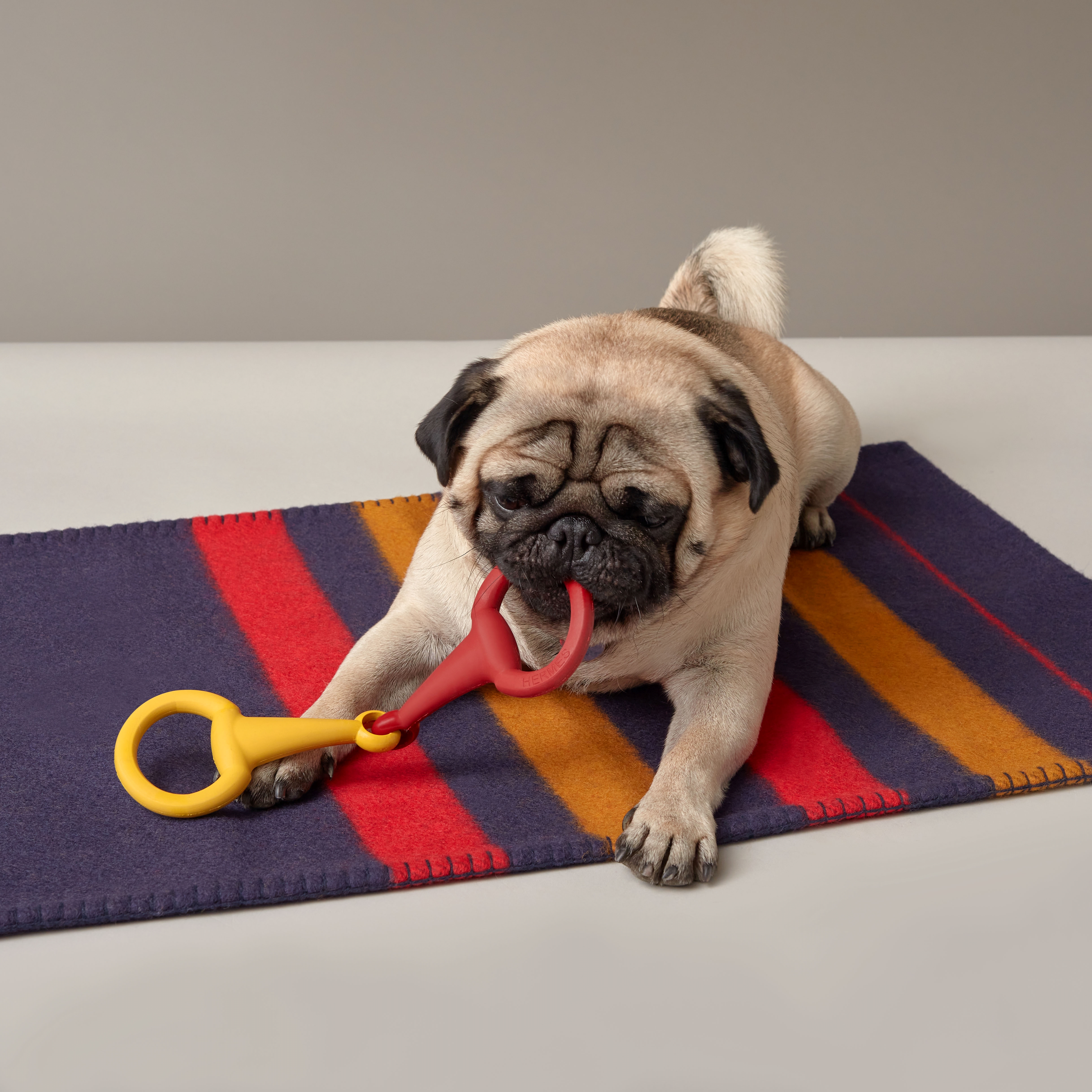A pug lies on a striped blanket, chewing on a red and yellow dog toy.
