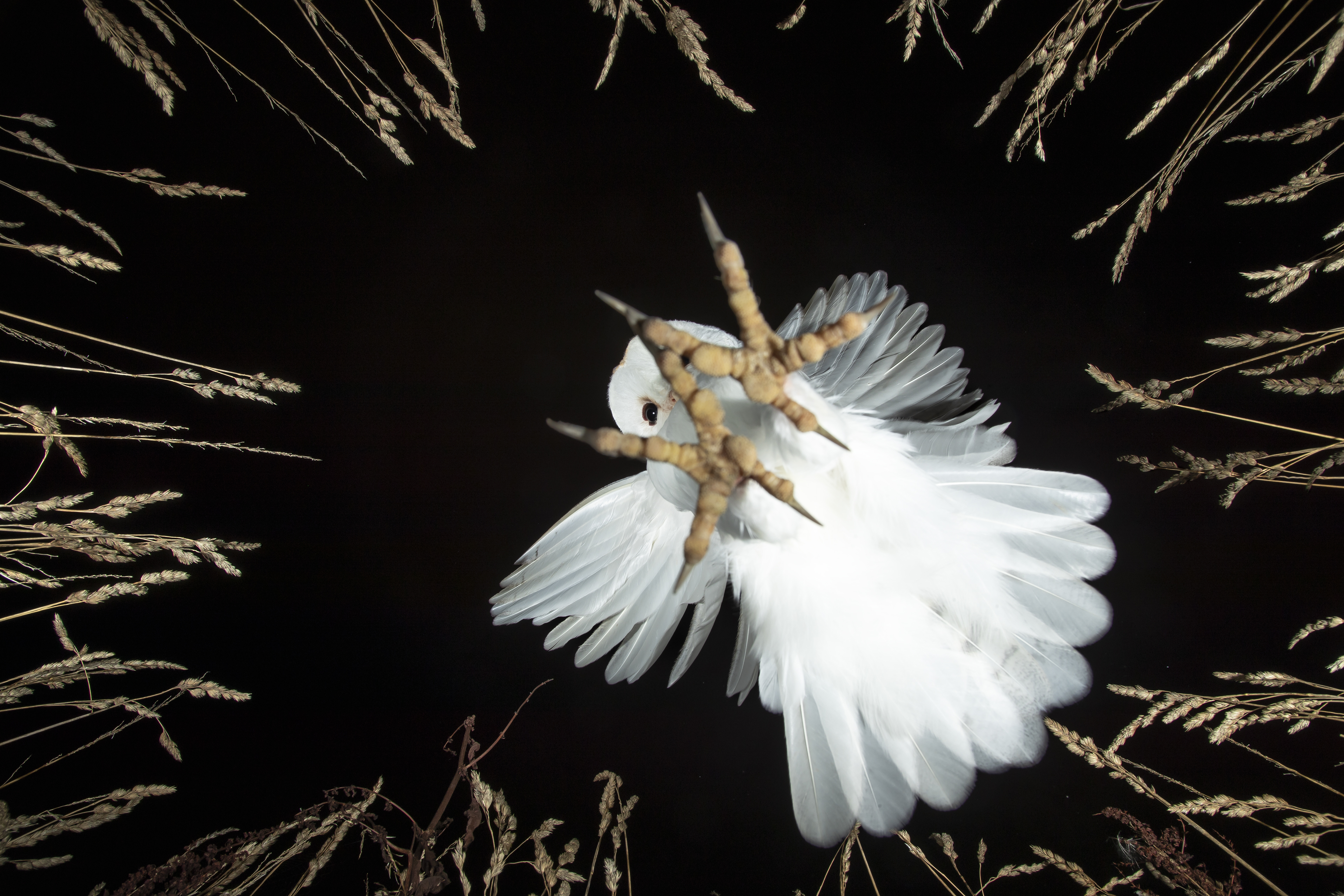 Barn owl flying towards the viewer, talons outstretched, against a black background framed by dried grasses.