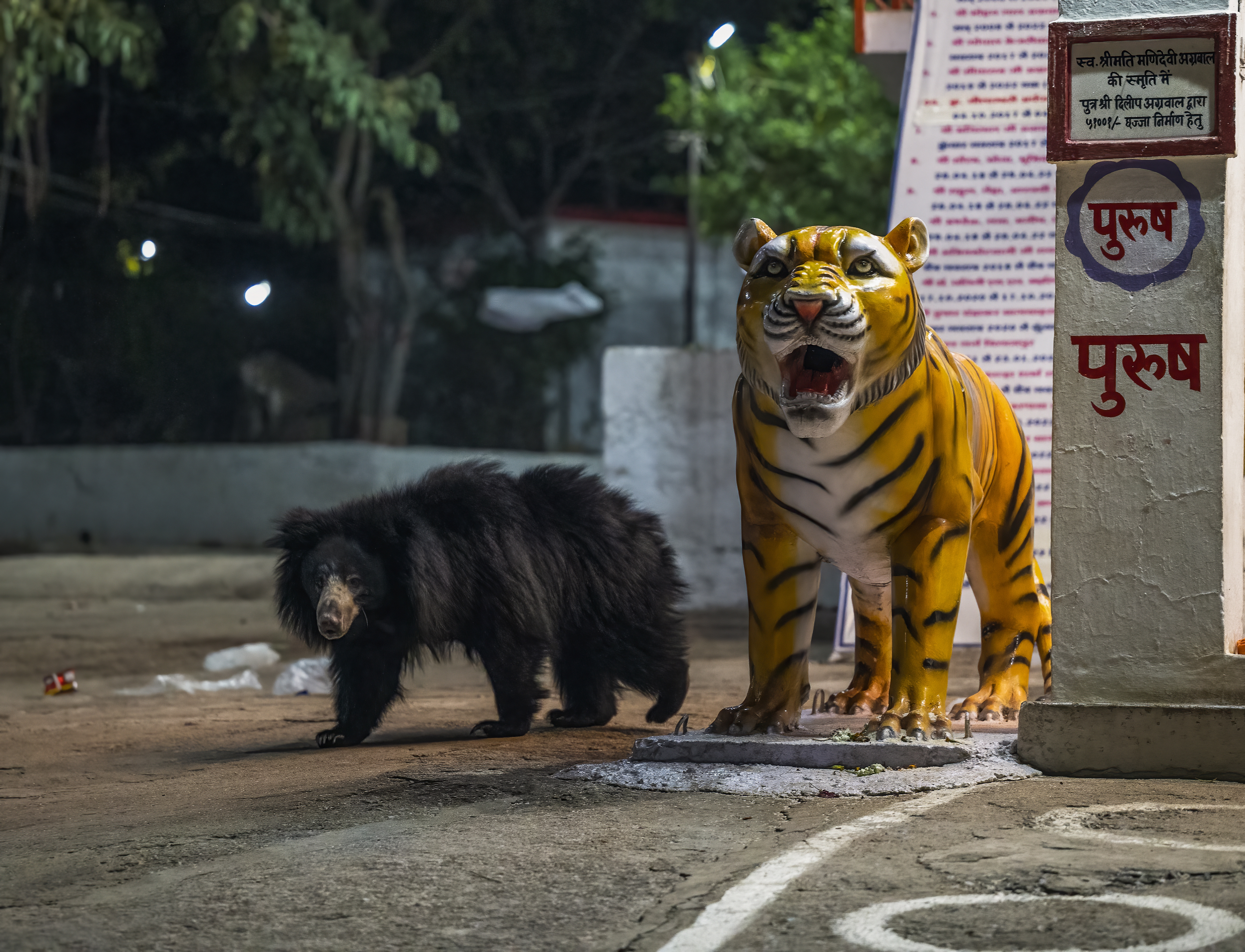 A black sloth bear walks past a yellow and black tiger statue.