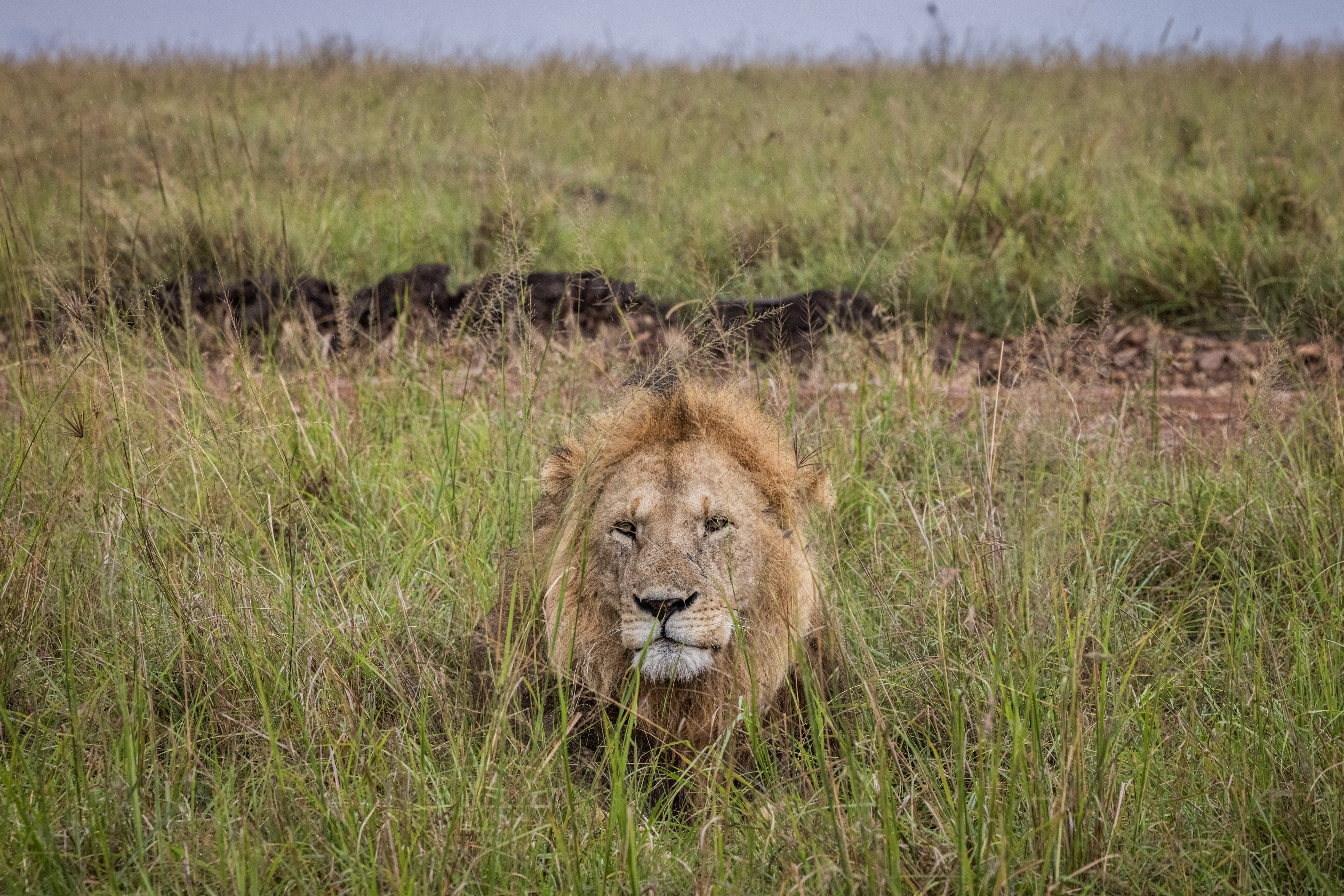 A male lion with a brown mane lies in tall green and brown grass in Masai Mara National Reserve.