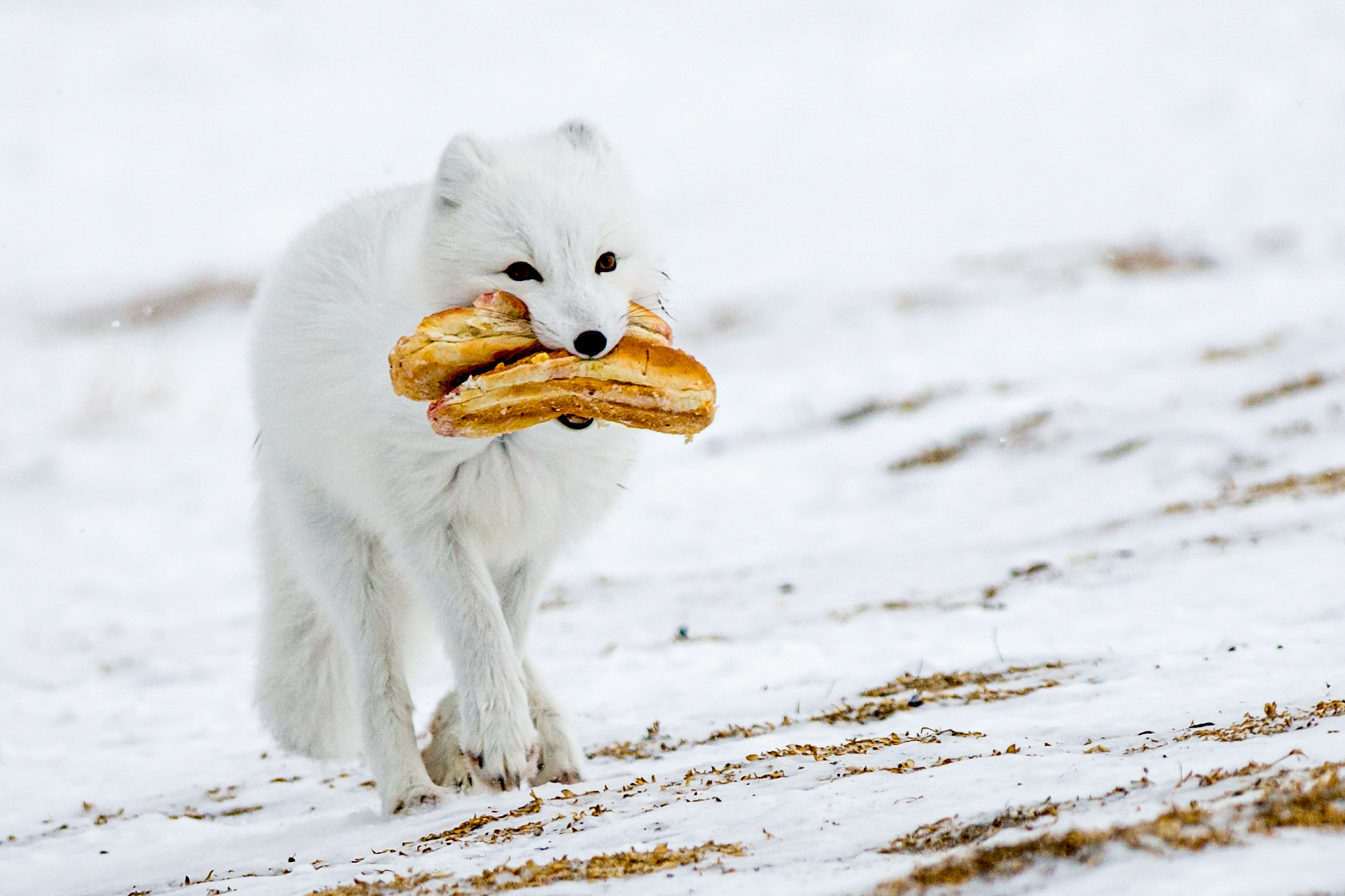 Arctic fox running through snow with stolen bread in its mouth.