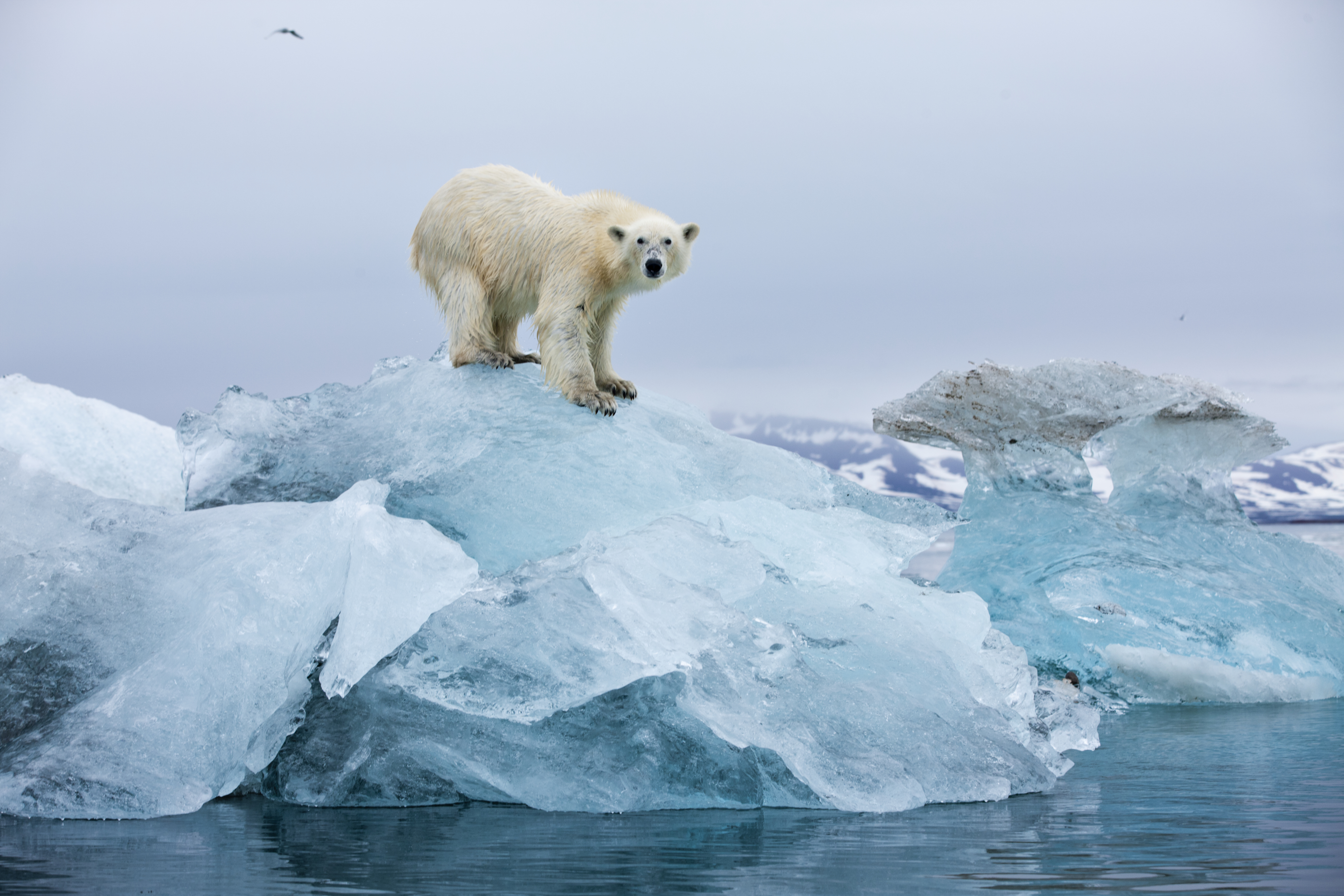 Polar bear stands on a melting glacial iceberg in the Woodfjorden.