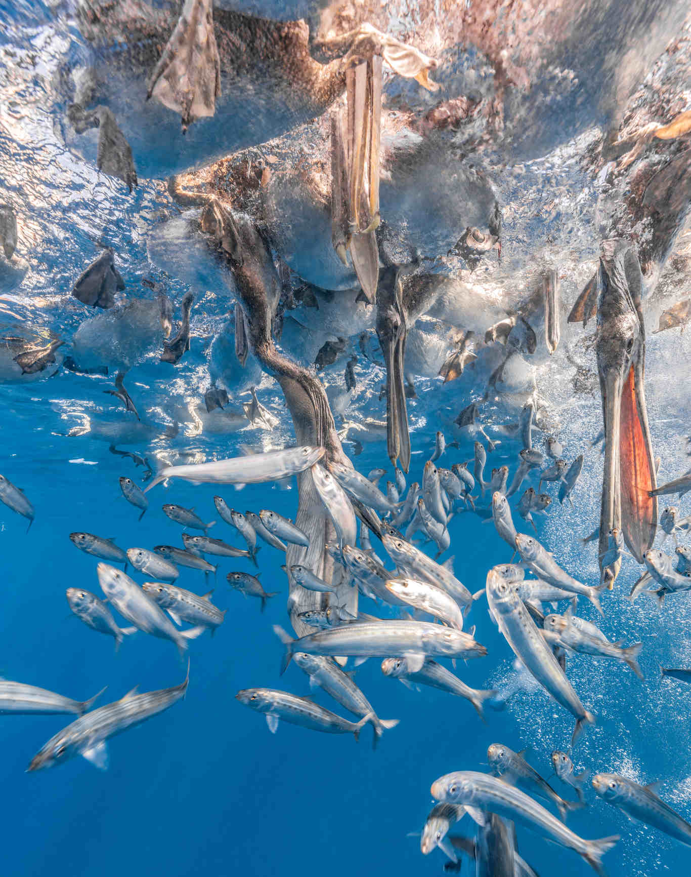 Feathered feeding frenzy as pelicans dive bomb sardines fish swarm