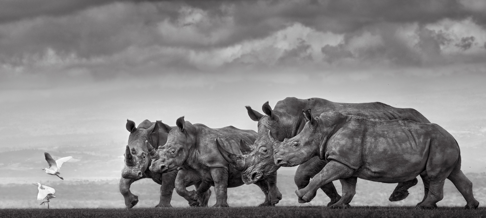Black and white photo of four rhinos trotting, with two egrets in flight and on the ground beside them.