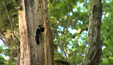 Woodpeckers knock out power in Sixmilebridge, Co Clare