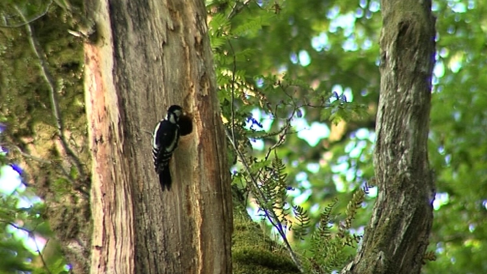 Woodpeckers knock out power in Sixmilebridge, Co Clare