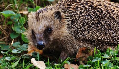 Bid to encourage protection for hedgehogs as numbers fall