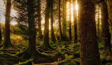 Why it's time to bring back Ireland's rainforests