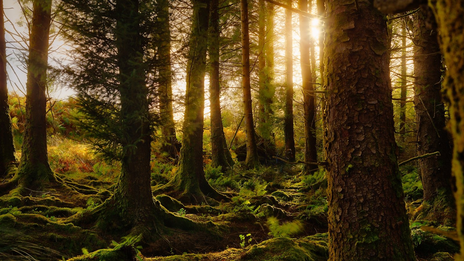 Why it's time to bring back Ireland's rainforests