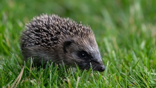 Hedgehog