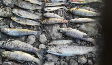 EU publishes report on lessons from Blackwater fish kill