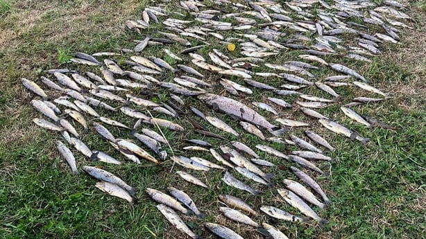 Dozens of dead wild brown trout laid out on grass