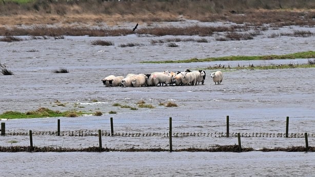 A herd of sheep are seen stranded in a waterlogged fieldin Ballymena, Co Antrim.