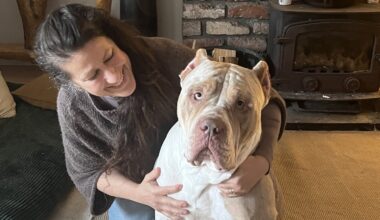 XL Bully ban 'a start' as over 1,400 exemptions issued