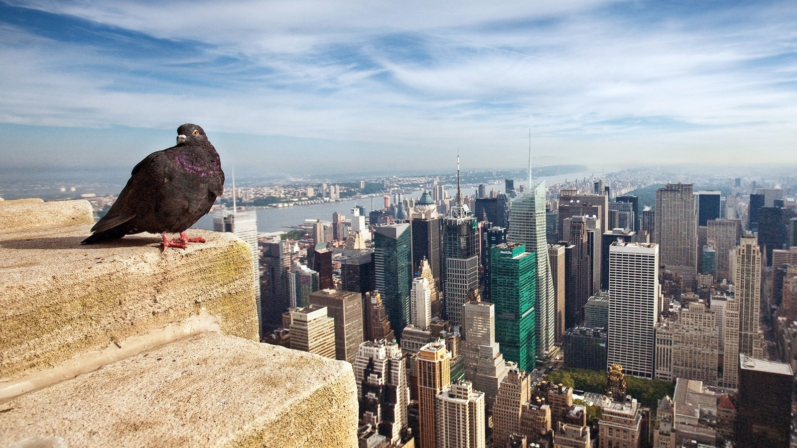 Noisy humans harm birds, affect breeding success: study