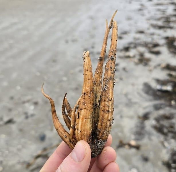 A Hemlock Water Dropwort found on Bettystown Beach in Co Meath