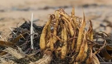 Warning over 'highly toxic' plant on Bettystown Beach
