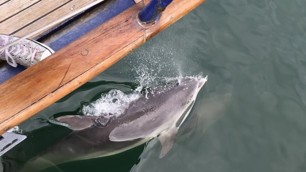 Celtic Mist vessel with a dolphin