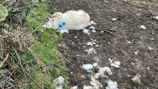 Picture of sheep that was killed in dog attack