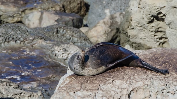 Wild seal in Kaikoura,New Zealand