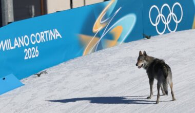 Competitors hounded by husky at Winter Olympics