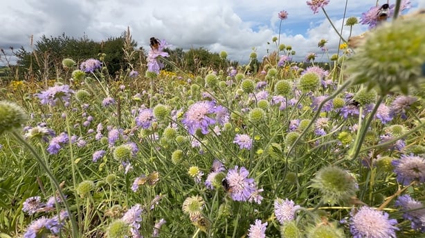 Multiple bees in a wildflower meadow