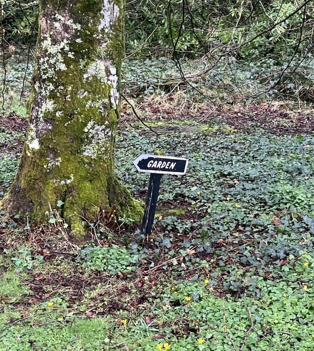 The bottom of a tree trunk surrounded by foilage