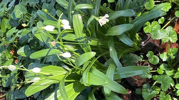 Close up of snowdrops