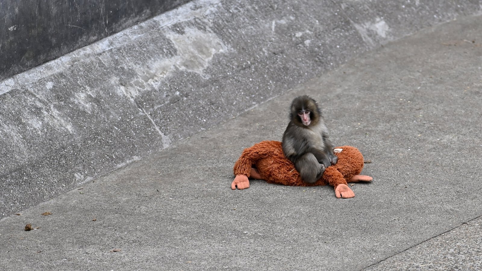 Rights group slams treatment of viral Japanese monkey