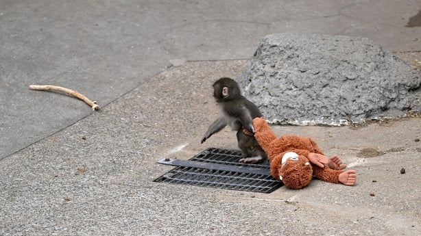 a baby monkey drags a stuffed animal behind it