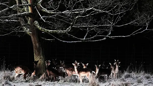 Cold Snap Expected This Week With Temperatures Dropping To -3