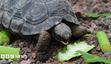 Goliath the tortoise with baby tortoise.