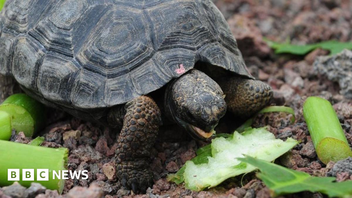 Goliath the tortoise with baby tortoise.