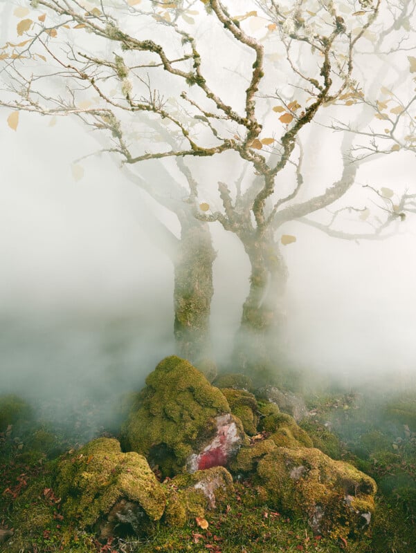 Two leafless trees with moss-covered trunks stand in thick fog, surrounded by mossy rocks and sparse grass. The atmosphere is mysterious, with mist obscuring much of the background.