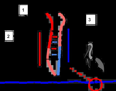 An animal standing in cold water or on ice benefits from countercurrent heat exchange (1). Warm arterial blood (2) flowing away from the heart warms up the cooler venous blood (3) heading toward the heart. <a href="https://commons.wikimedia.org/wiki/File:Counter_current_exchange_in_birds.svg" rel="nofollow noopener" target="_blank" data-ylk="slk:Ekann;elm:context_link;itc:0;sec:content-canvas" class="link ">Ekann</a>, <a href="http://creativecommons.org/licenses/by-sa/4.0/" rel="nofollow noopener" target="_blank" data-ylk="slk:CC BY-SA;elm:context_link;itc:0;sec:content-canvas" class="link ">CC BY-SA</a>