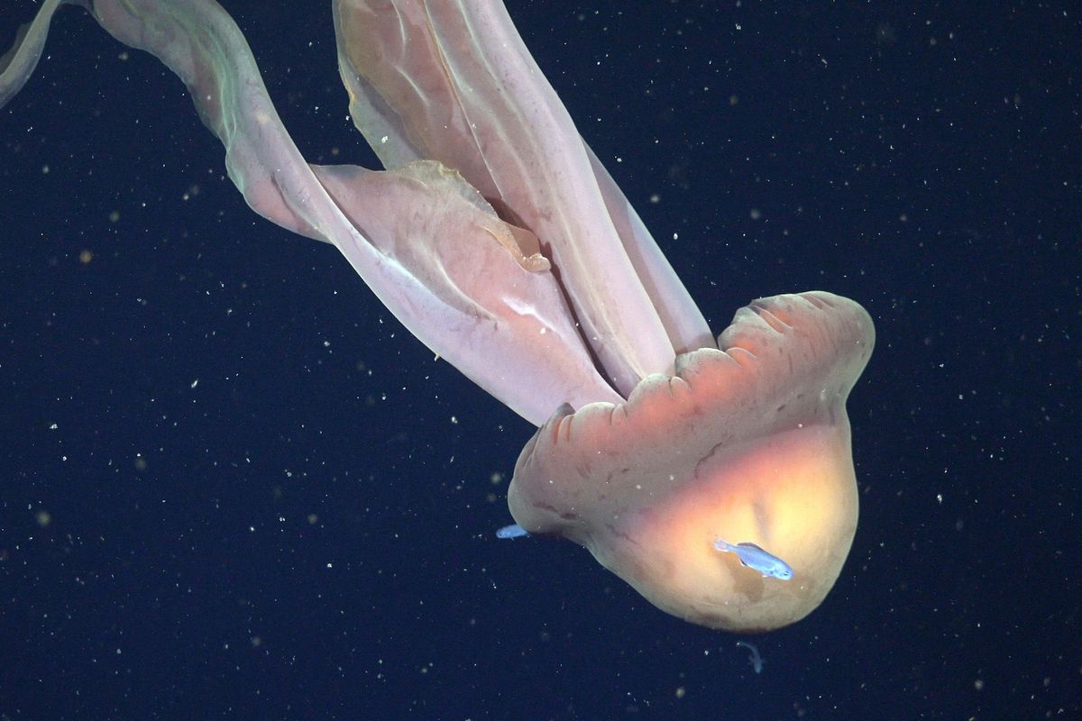giant phantom jellyfish