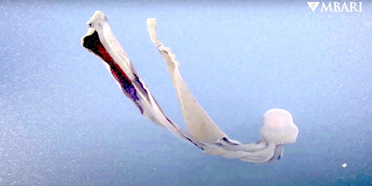 Giant 'phantom jellyfish'