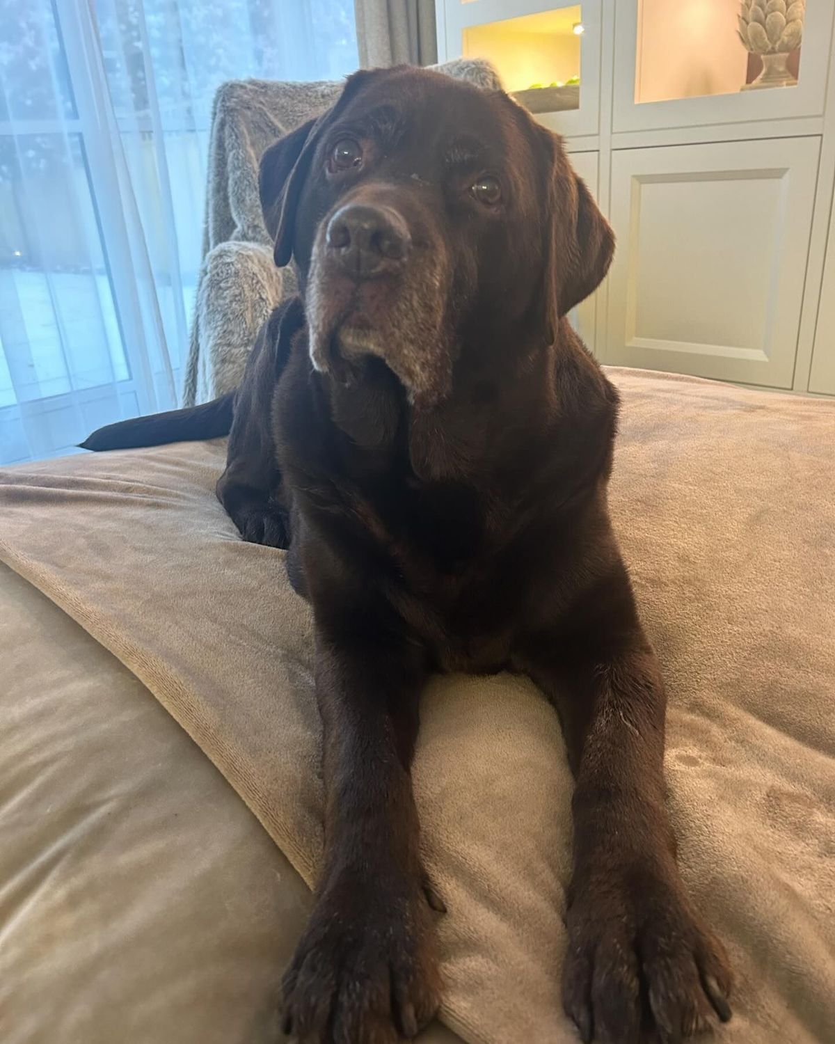 Ant McPartlin rushed out of a BGT press conference to say goodbye to beloved dog after being told he was too ill to recover