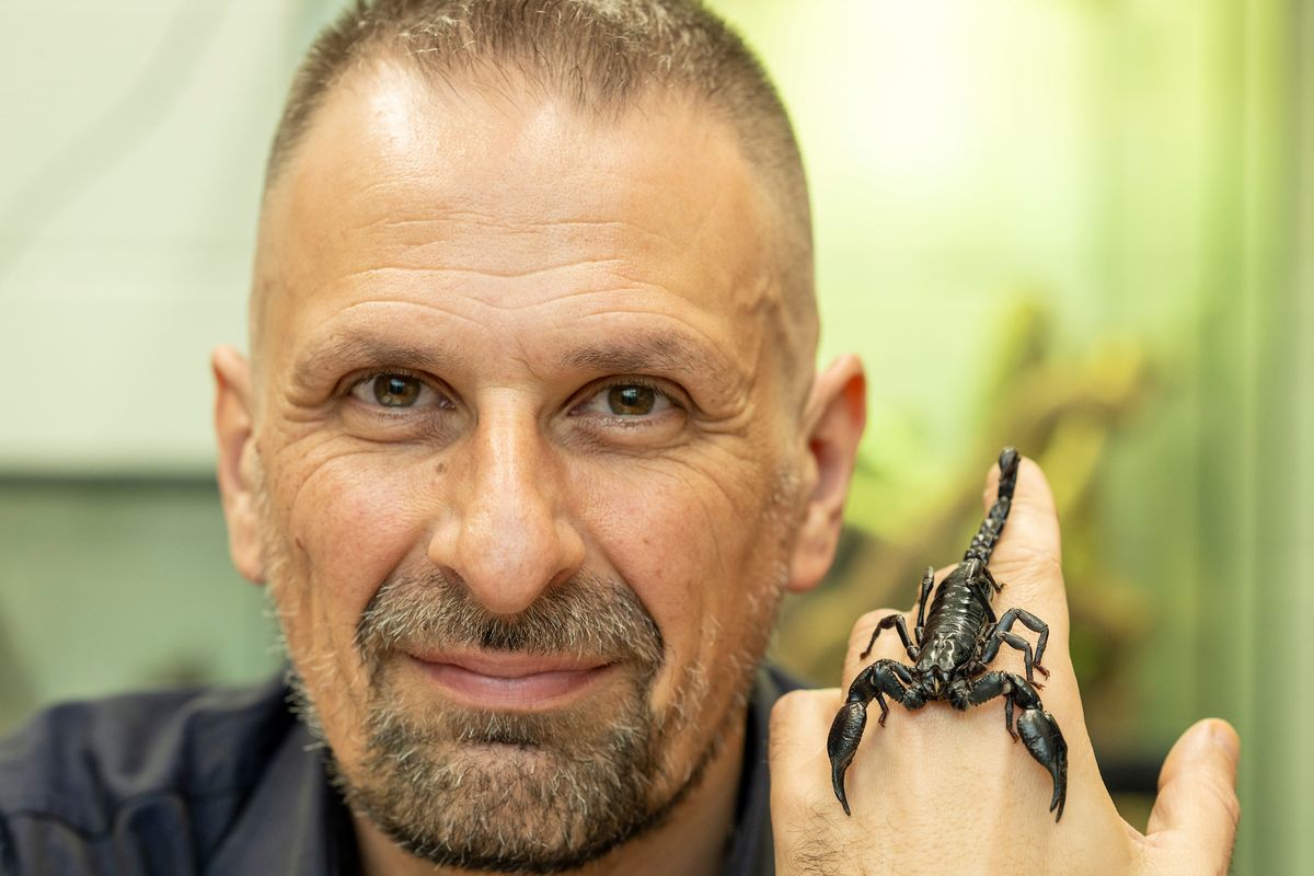Dr Michel Dugon, Head of the Venom Systems Lab at University of Galway, with a Giant Asian forest scorpion (Heterometrus sp.)