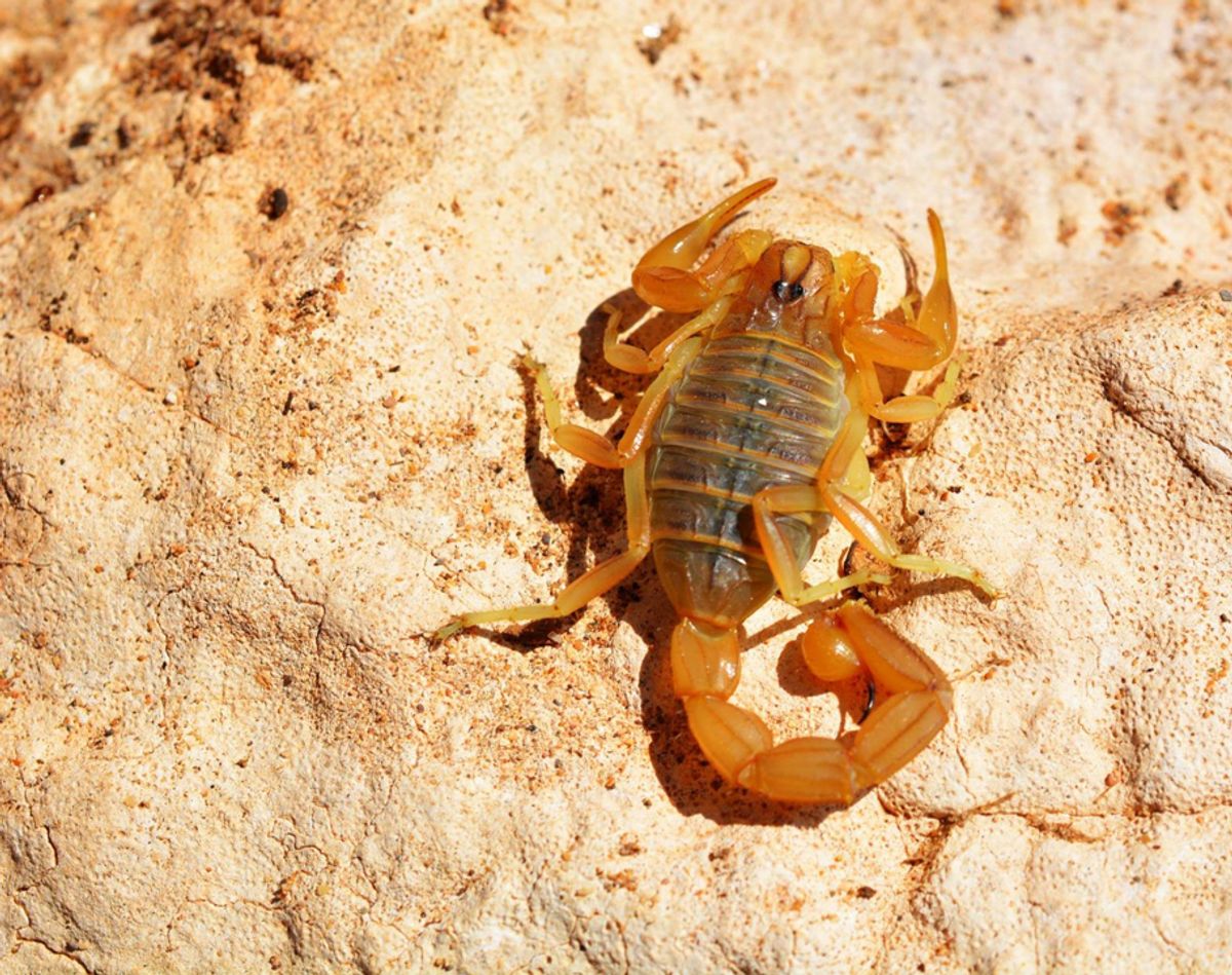 A golden Moroccan scorpion (Buthus sp.), which is responsible for a large number of stings throughout North Africa