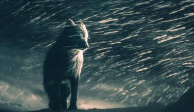 Natural World & Wildlife | World Photography Organisation