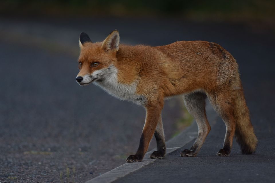 There have been a number of reported sightings of foxes around Leinster House. Photo: Getty