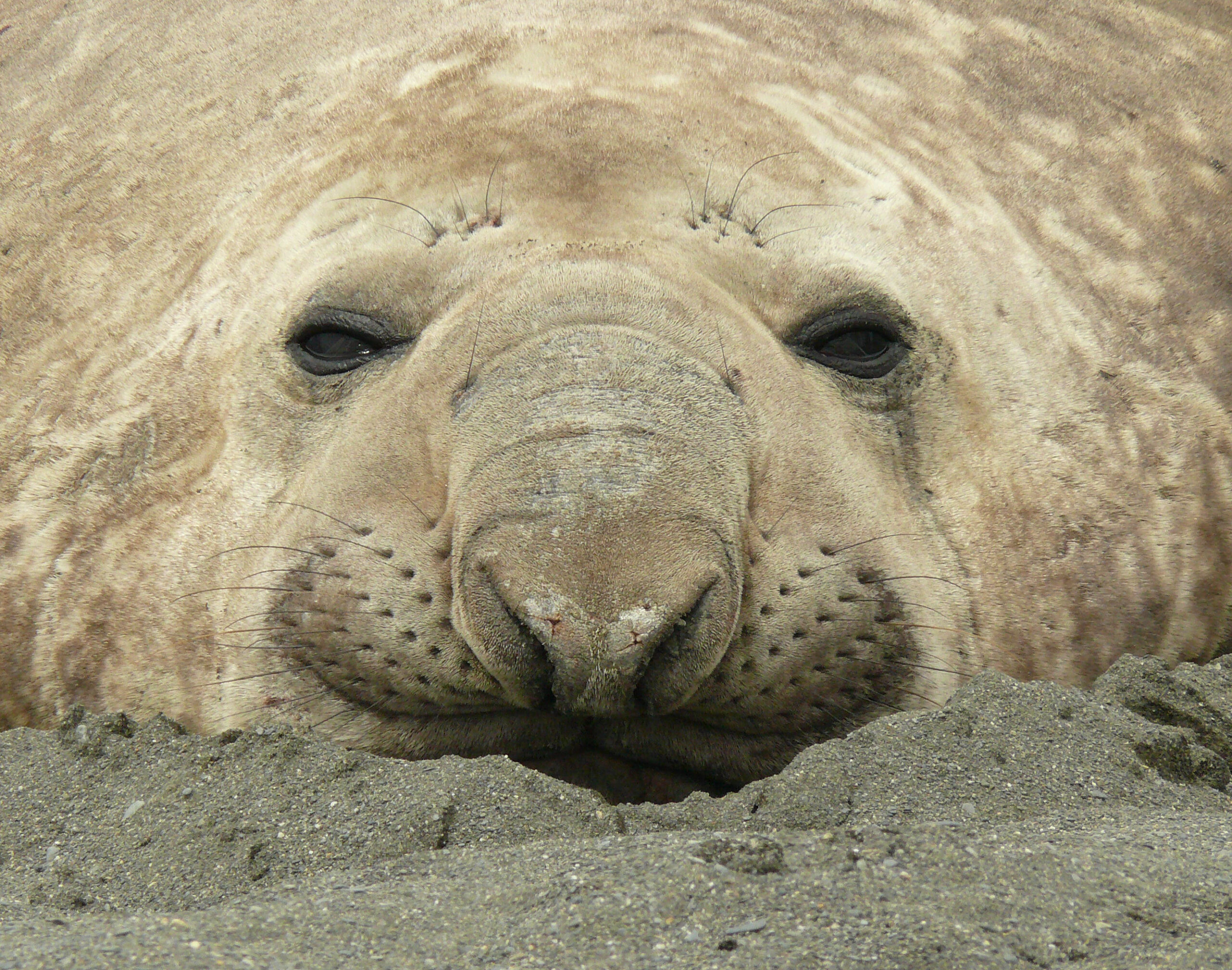 Populations of elephant seals in South Africa are growing as their breeding colonies face limited threats. Images courtesy of Charles Kinsey.
