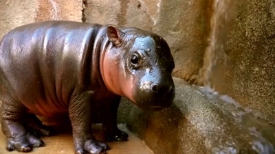 The zoo revealed the baby hippo’s name following a public vote. (Screenshot from video posted on X by Reuters)