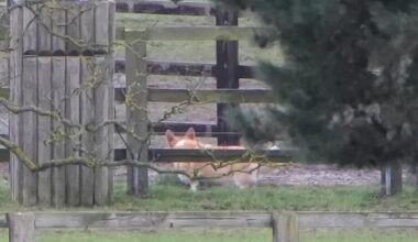 Andrew Mountbatten-Windsor¿s dogs are now being walked by staff after their owner has become a recluse